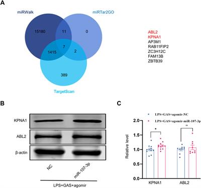 Gastrodin ameliorates the lipopolysaccharide-induced neuroinflammation in mice by downregulating miR-107-3p